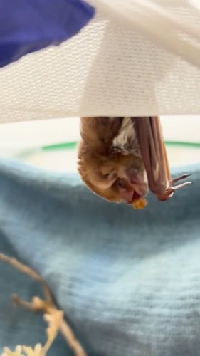 Video post from torontowildlifecentre.