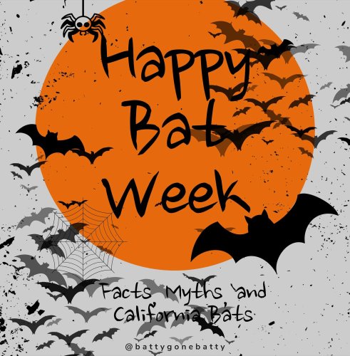 Carousel post from battygonebatty.