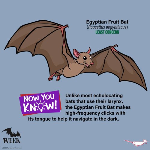 Photo post from peppermintnarwhal.