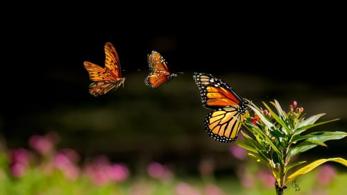 Photo post from texas_pixels.