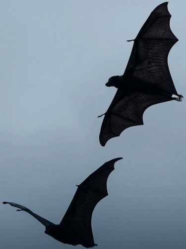 Photo post from ladyirish707.