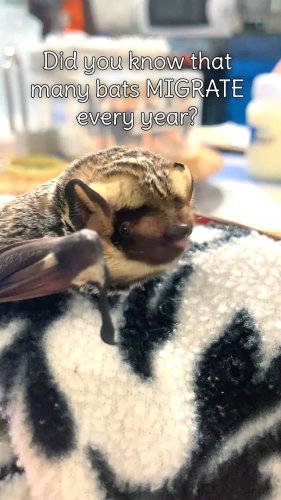 Video post from swvawildlife.