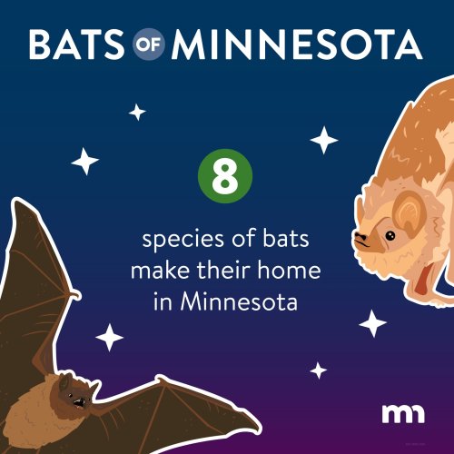 Carousel post from minnesotadnr.