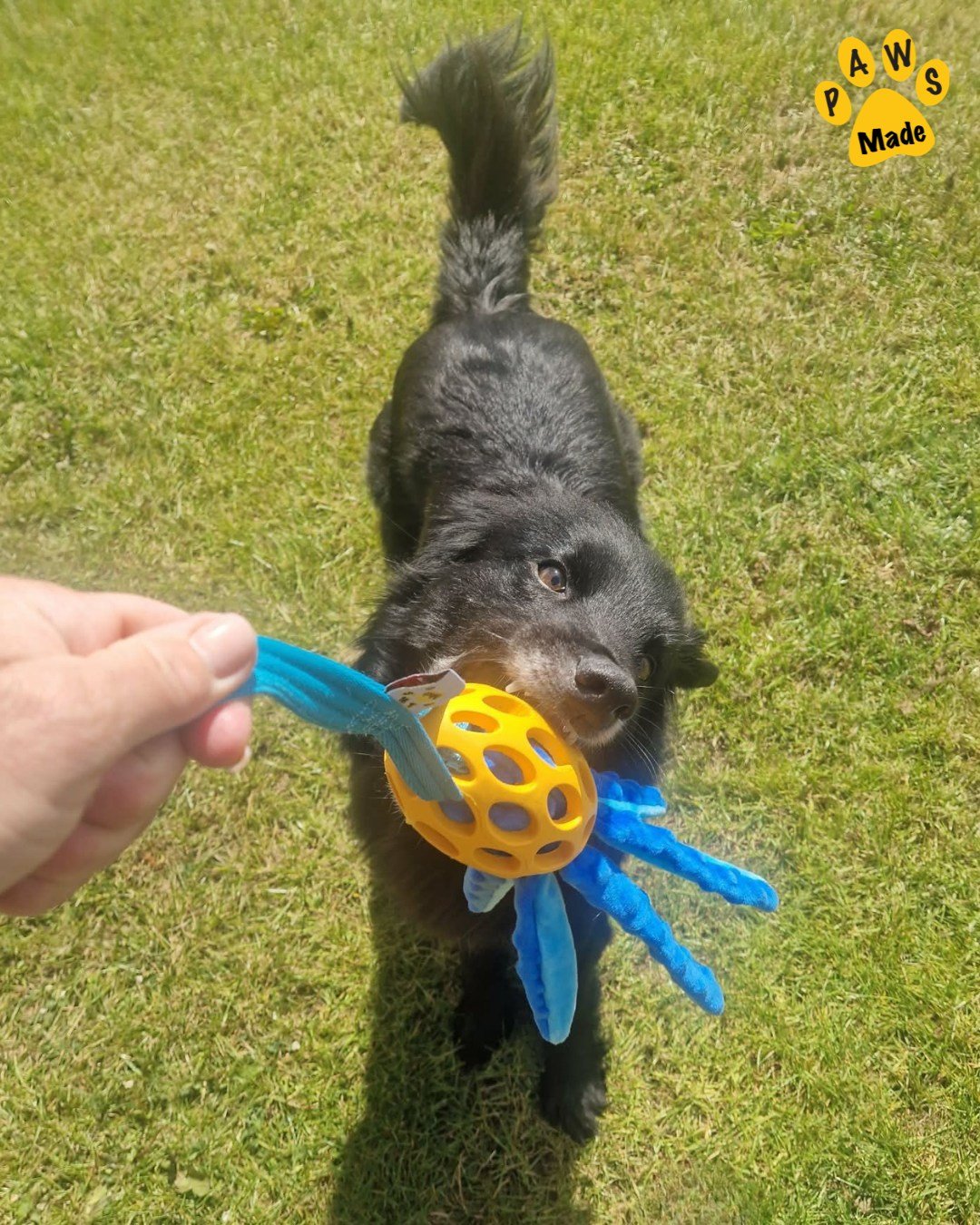 Photo post from pawstrading.