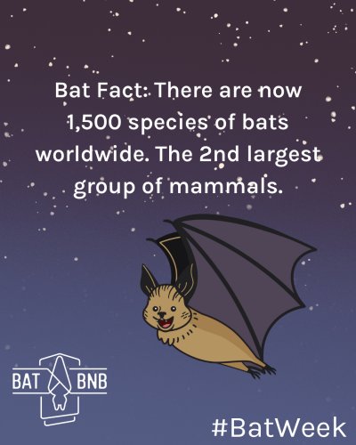 Photo post from batbnb.
