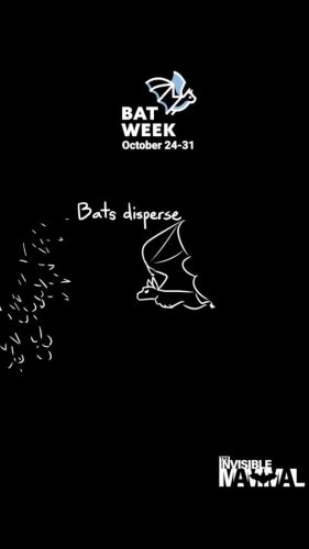 Video post from friendsofglenstewartravine.