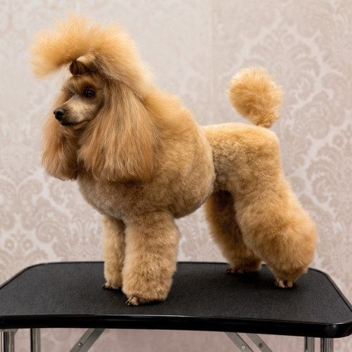 Carousel post from palmaleos.