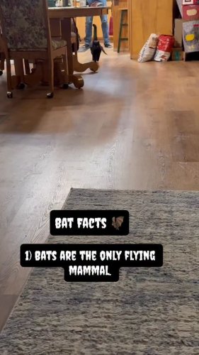 Video post from midnight_nelly.