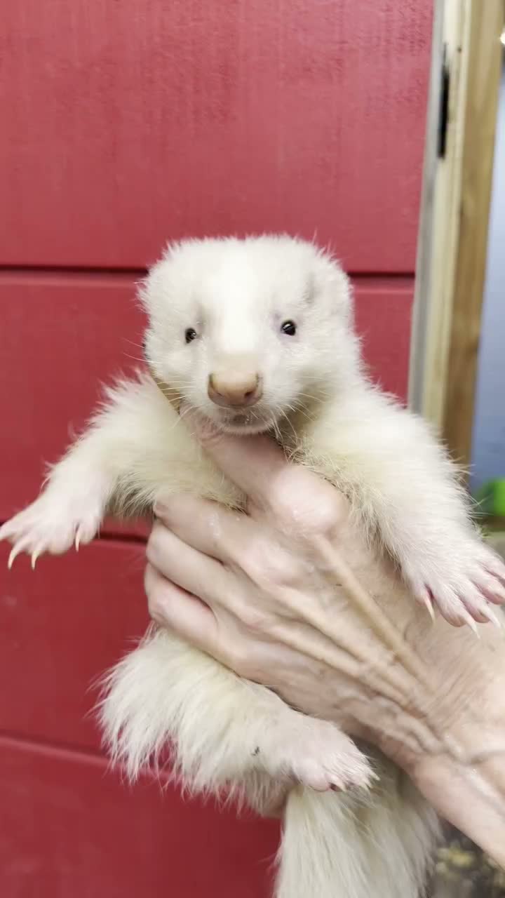 Video post from njexoticpets.
