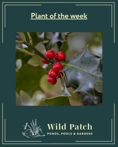 Photo post from wildpatch.ponds.pools.gardens.