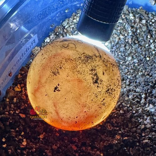 Carousel post from carapacecritters.