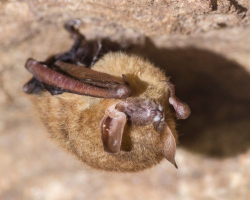 Photo post from cumberlandcaverns.