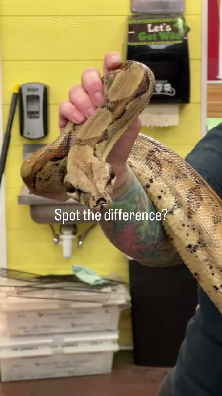 Video post from njexoticpets.