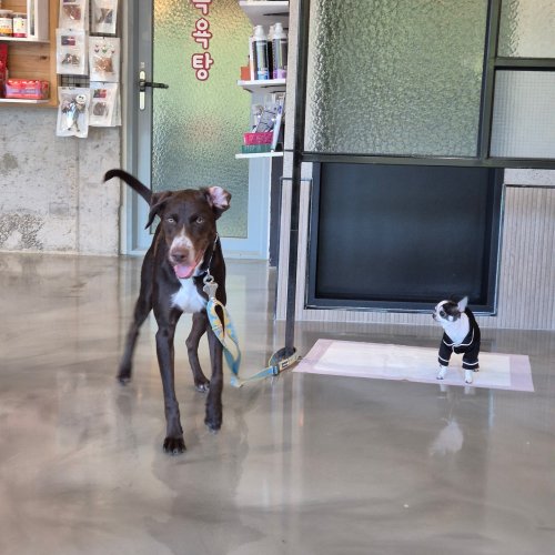 Photo post from puhdog_.