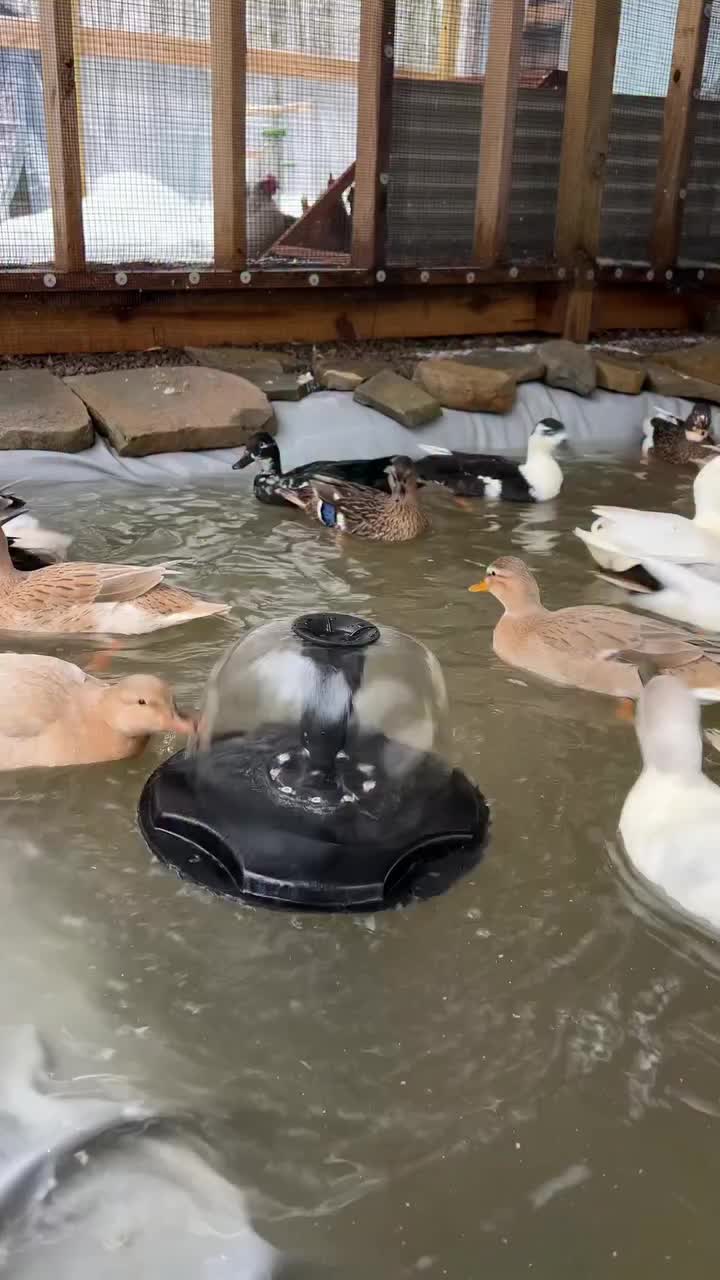 Video post from dunkin.ducks.