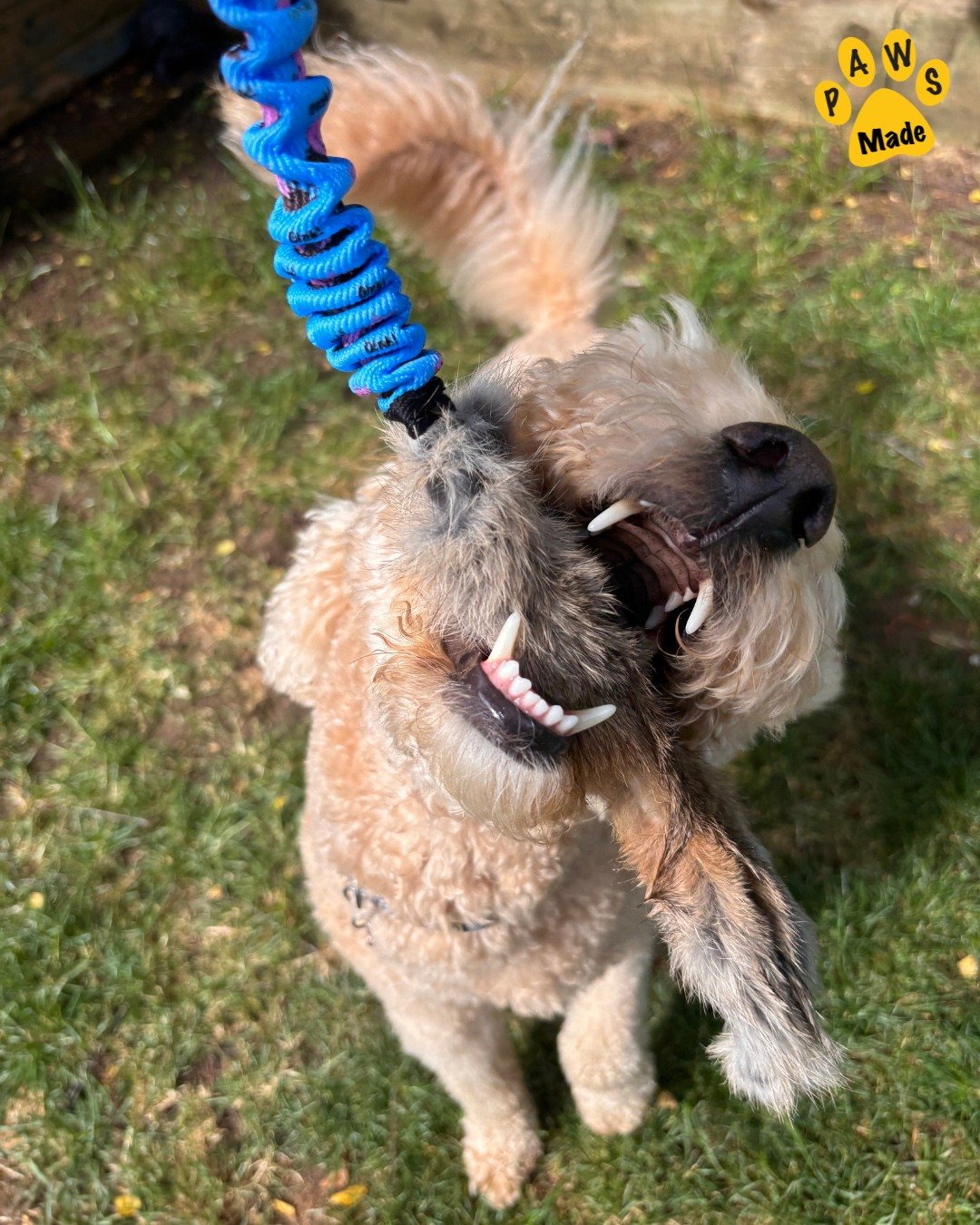 Photo post from pawstrading.