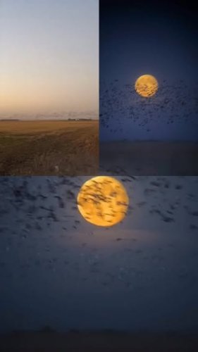 Video post from northernskiesoutfitters.