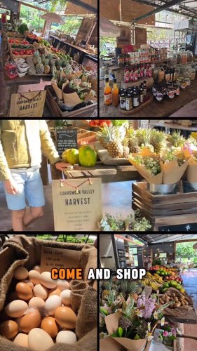 Video post from currumbinvalleyharvest.