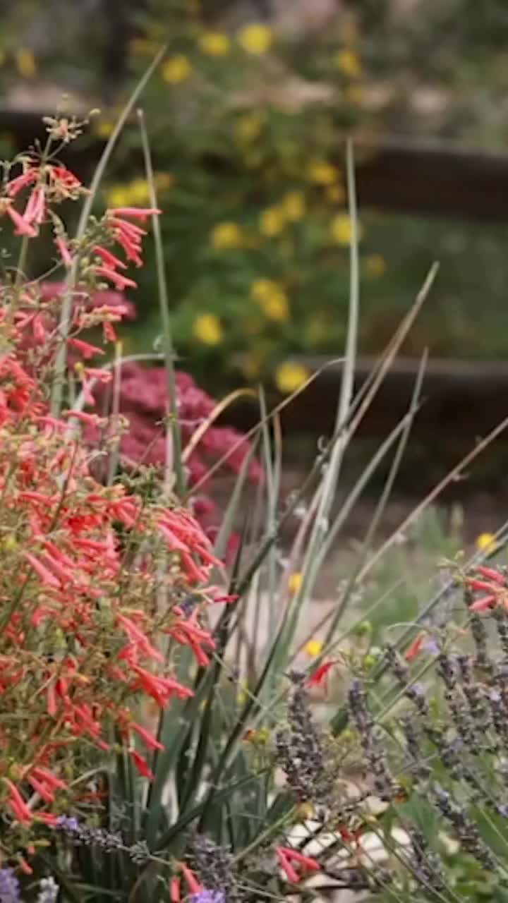 Video post from hcgplants.