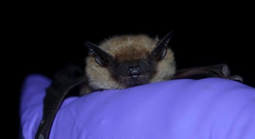 Photo post from trca_hq.