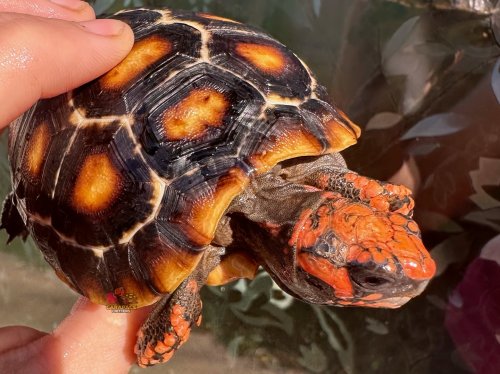 Carousel post from carapacecritters.