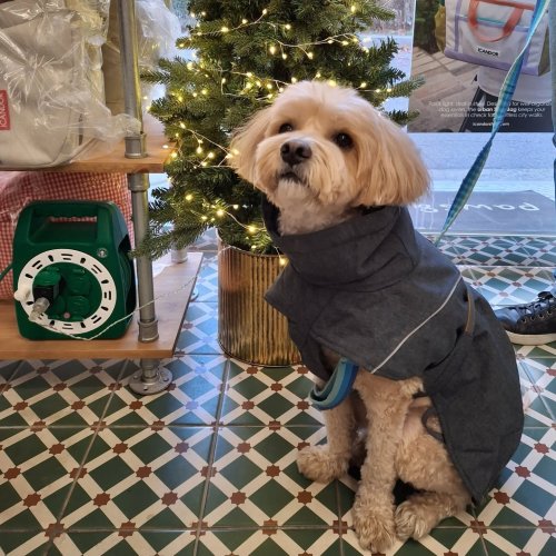 Carousel post from pawsandplay2025.