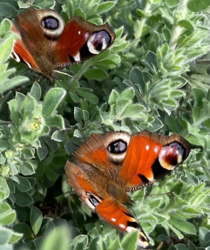 Carousel post from gardenhousebrighton.