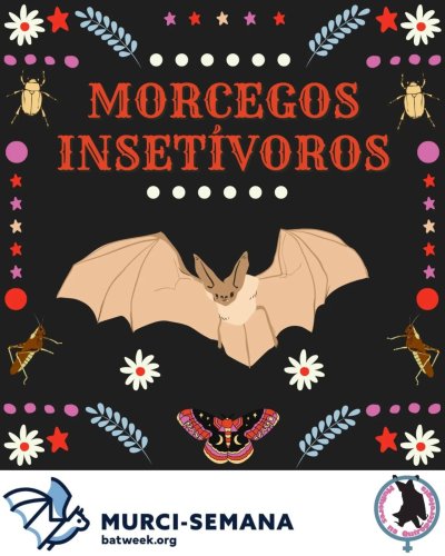 Carousel post from mulheresnaquiropterologia.