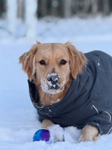 Carousel post from golden__rex.