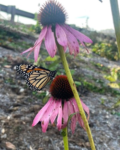 Photo post from millerscoveplants.