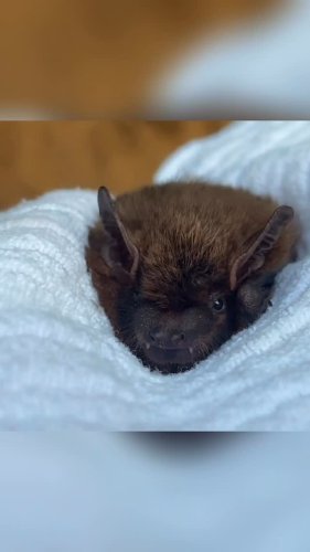 Video post from pa_bat_rehab.