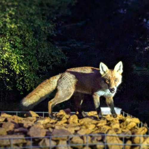 Photo post from forfoxsake_25.