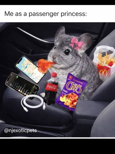 Photo post from njexoticpets.