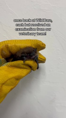 Video post from wildcareoklahoma.