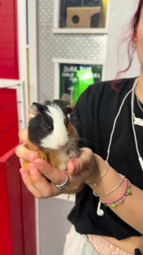 Video post from njexoticpets.