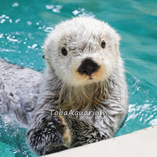 鳥羽水族館 公式サイト