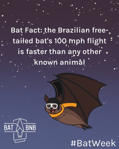Photo post from batbnb.