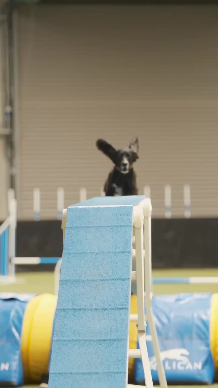 Video post from pawstrading.