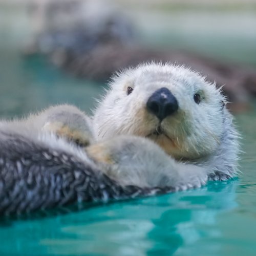 鳥羽水族館　ぽちゃまるラッコ　キラメイ 鳥羽水族館 ラッコ ぽちゃまるラッコオリジナル キラ メイ 鳥羽