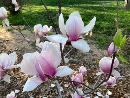 Photo post from ucrbotanicgardens.