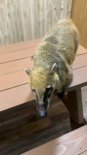 Video post from njexoticpets.