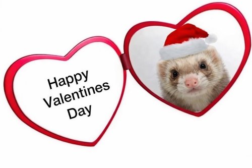 Carousel post from njexoticpets.