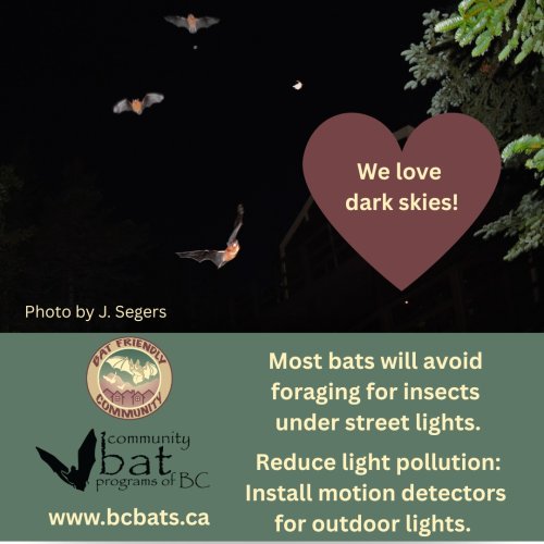 Photo post from gotbats.