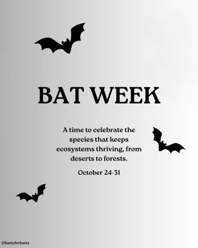 Photo post from battyforbatts.