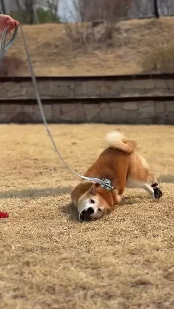 Video post from shiba.roda.