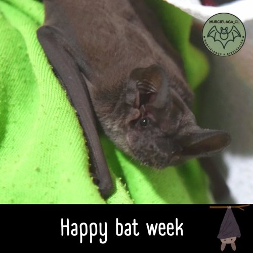 Carousel post from murcielaga_cl.