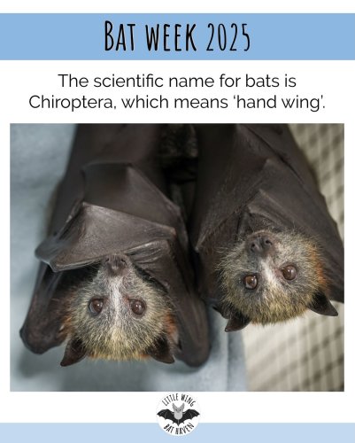 Photo post from littlewingbathaven.