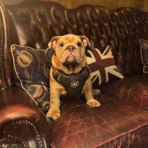 Carousel post from toast_flyford.