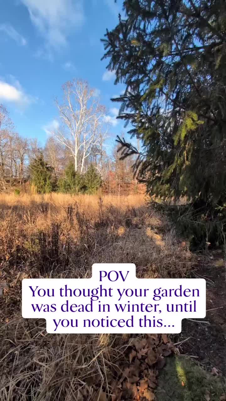 Video post from flutterbymeadows.