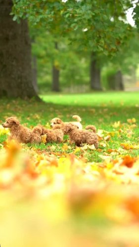 Video post from palmaleos.